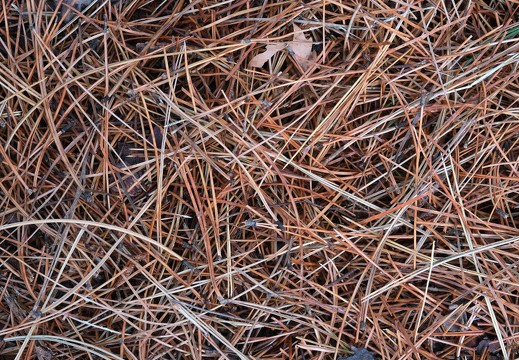 Autour du végétal